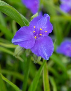 Tradescantia Zwanenburg Blue – Éphémère de Virginie - fleur