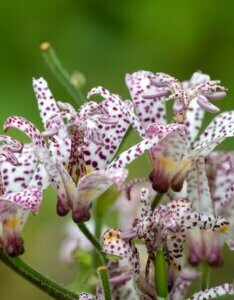 Tricyrtis hirta - Lis crapaud - fleurs