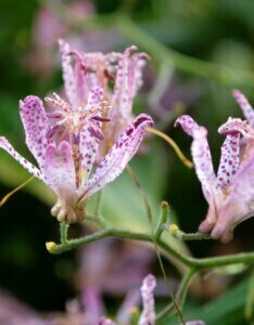 Tricyrtis hirta - Lis crapaud - fleurs