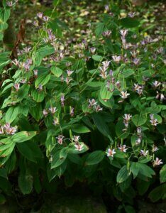 Tricyrtis hirta - Lis crapaud - vue d'ensemble