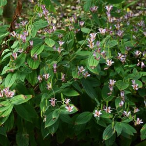 Tricyrtis hirta - Lis crapaud - vue d'ensemble