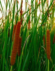 Typha angustifolia - Massette à feuilles étroites - fleurs
