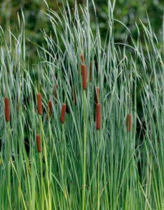 Typha angustifolia - Massette à feuilles étroites - vue d'ensemble