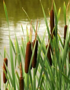Typha angustifolia - Massette à feuilles étroites - fleurs