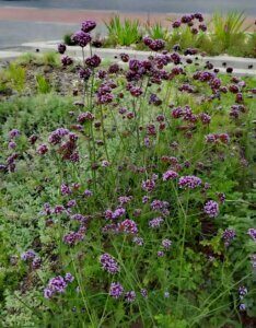 Verbena bonariensis Lollipop - Fleurs vue d'ensemble