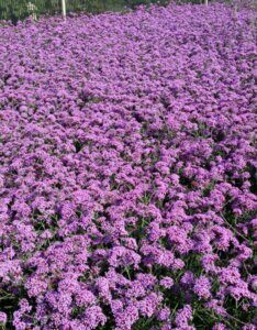 Verbena bonariensis Lollipop - vue d'ensembe