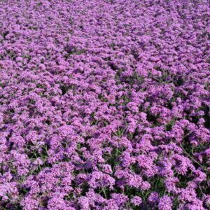 Verbena bonariensis Lollipop - vue d'ensembe