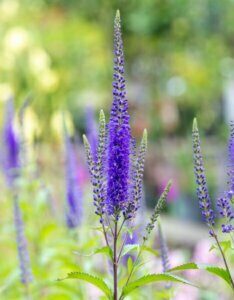 Veronica longifolia Blauriesin - fleurs