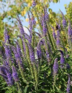 Veronica longifolia Blauriesin - vue d'ensemble