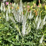 Veronica longifolia Schneeriesin - fleurs et feuillage