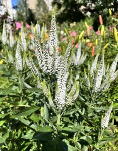 Veronica longifolia Schneeriesin - fleurs et feuillage