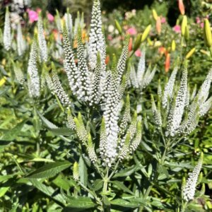 Veronica longifolia Schneeriesin - fleurs et feuillage