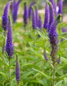 Veronica spicata - Véronique en épis - fleurs