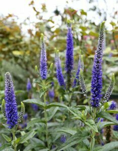 Veronica spicata - Véronique en épis - fleurs