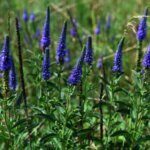 Veronica spicata - Véronique en épis - feuillage - fleurs