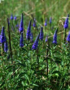Veronica spicata - Véronique en épis - feuillage - fleurs