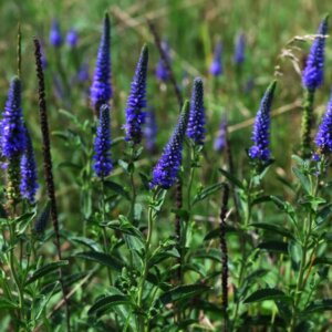 Veronica spicata - Véronique en épis - feuillage - fleurs