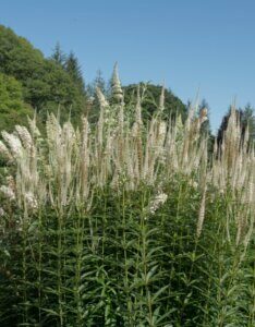 Veronicastrum virginicum Album - Véronique de Virginie blanche - vue d'ensemble