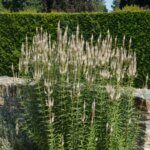 Veronicastrum virginicum Album - Véronique de Virginie blanche - vue d'ensemble