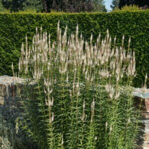 Veronicastrum virginicum Album - Véronique de Virginie blanche - vue d'ensemble