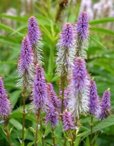 Veronicastrum virginicum Fascination - fleurs
