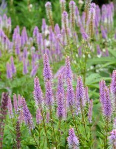 Veronicastrum virginicum Fascination - vue d'ensemble