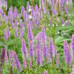 Veronicastrum virginicum Fascination - vue d'ensemble