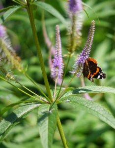 Veronicastrum virginicum Lavendelturm - fleurs et papillon