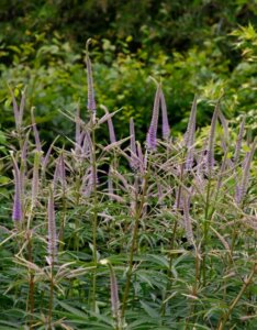 Veronicastrum virginicum Lavendelturm - vue d'ensemble