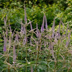 Veronicastrum virginicum Lavendelturm - vue d'ensemble