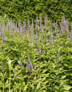 Veronicastrum virginicum Lavendelturm - fleurs vue d'ensemble