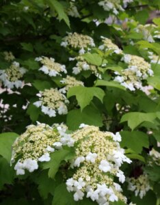 Viburnum opulus - Viorne obier