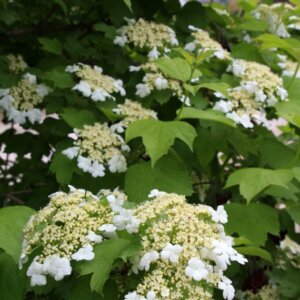 Viburnum opulus - Viorne obier