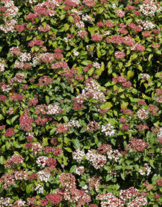 Viburnum tinus - Laurier Tin - vue d'ensemble