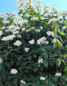 Viburnum tinus - Laurier Tin - Feuilles et fleurs