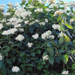 Viburnum tinus - Laurier Tin - Feuilles et fleurs