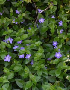 Vinca major - Grande Pervenche - vue d'ensemble