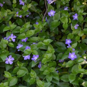 Vinca major - Grande Pervenche - vue d'ensemble