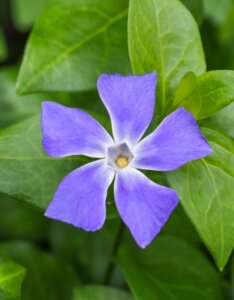 Vinca major - Grande Pervenche - Fleur