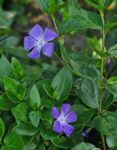 Vinca major - Grande Pervenche - fleurs et feuillage