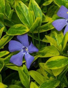 Vinca Major Variegata - Grande Pervenche - fleur et feuillage