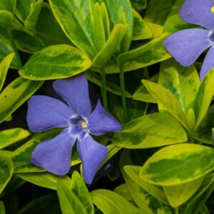 Vinca Major Variegata - Grande Pervenche - fleur et feuillage