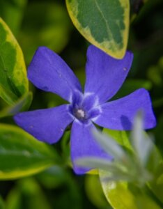 Vinca Major Variegata - Grande Pervenche - fleur