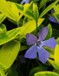 Vinca Major Variegata - Grande Pervenche - fleur et feuillage