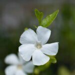 Vinca minor Alba - Petite pervenche blanche - fleurs