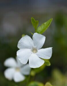 Vinca minor Alba - Petite pervenche blanche - fleurs