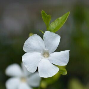 Vinca minor Alba - Petite pervenche blanche - fleurs