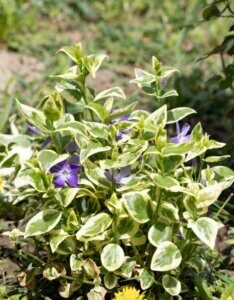 Vinca minor Aureovariegata - Petite pervenche panachée dorée- feuillage - fleurs
