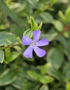Vinca minor Aureovariegata - Petite pervenche panachée dorée - fleurs