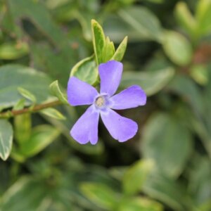Vinca minor Aureovariegata - Petite pervenche panachée dorée - fleurs